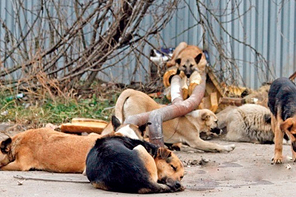 Бродячие собаки оккупировали российский город
