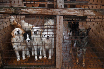 Жители российского села пожаловались на незаконно гуляющих животных