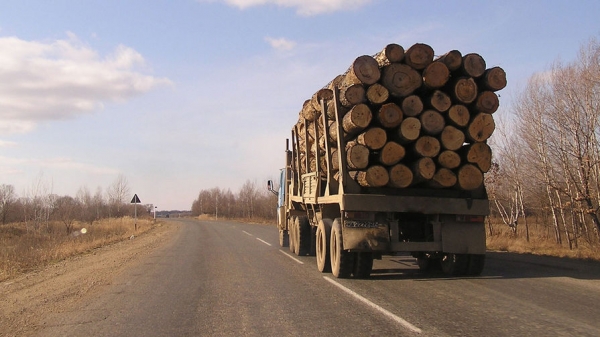Правительство готовит план декриминализации лесной отрасли