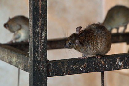 Крысы оккупировали дома британцев