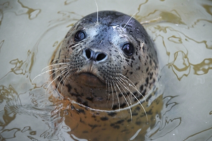 На Сахалине нашли расстрелянного на берегу моря тюленя