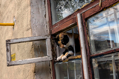 Россиян захотели обязать поставить решетки на окна ради кошек