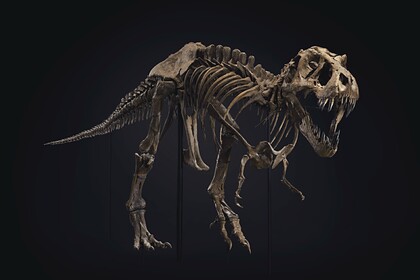 Скелет тиранозавра продали на аукционе почти за 32 миллиона долларов
